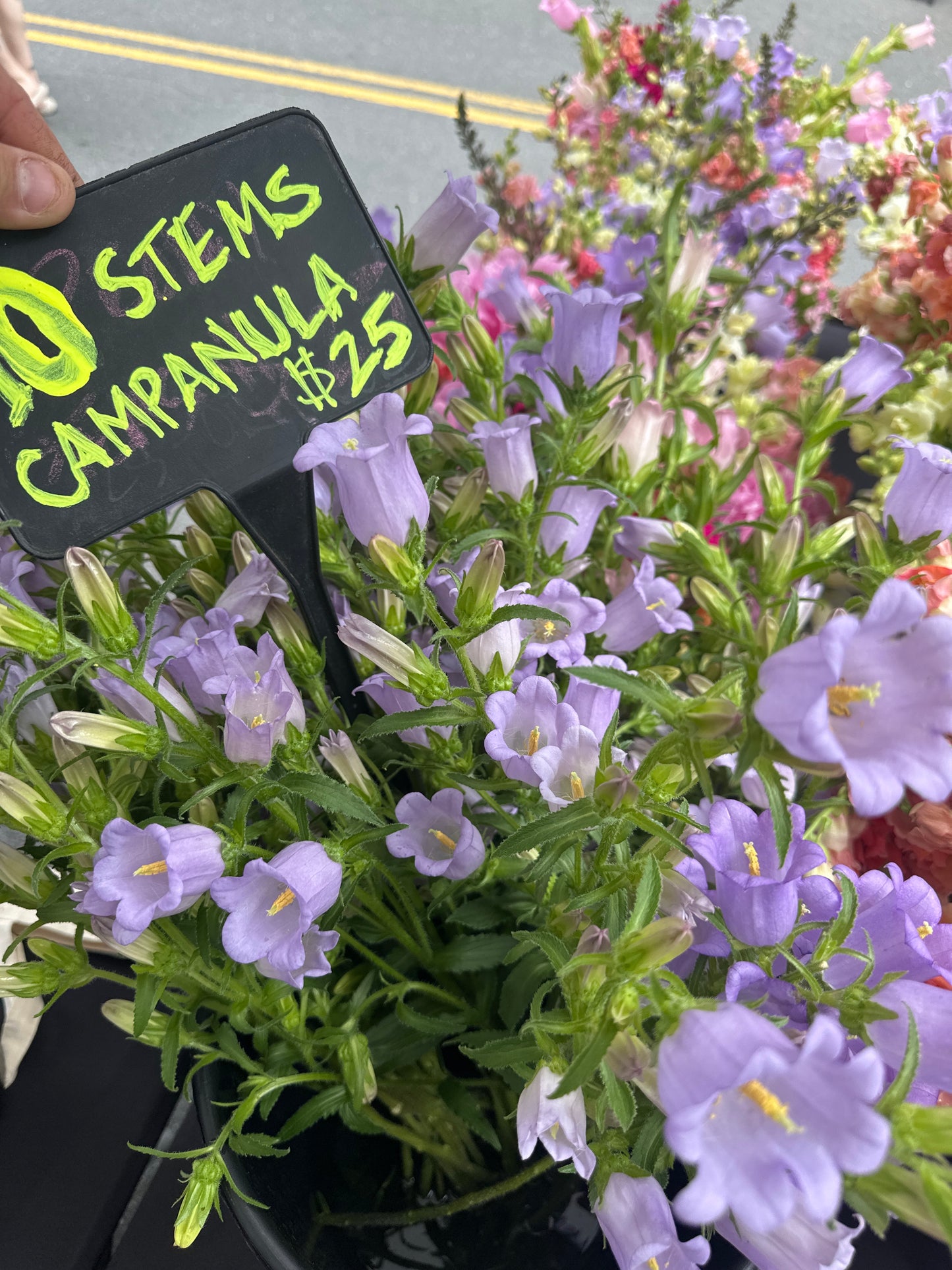 Campanula bunch