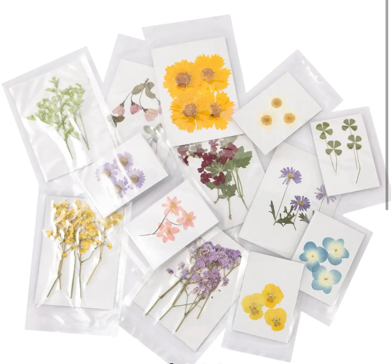 Pressed Flowers SMALL