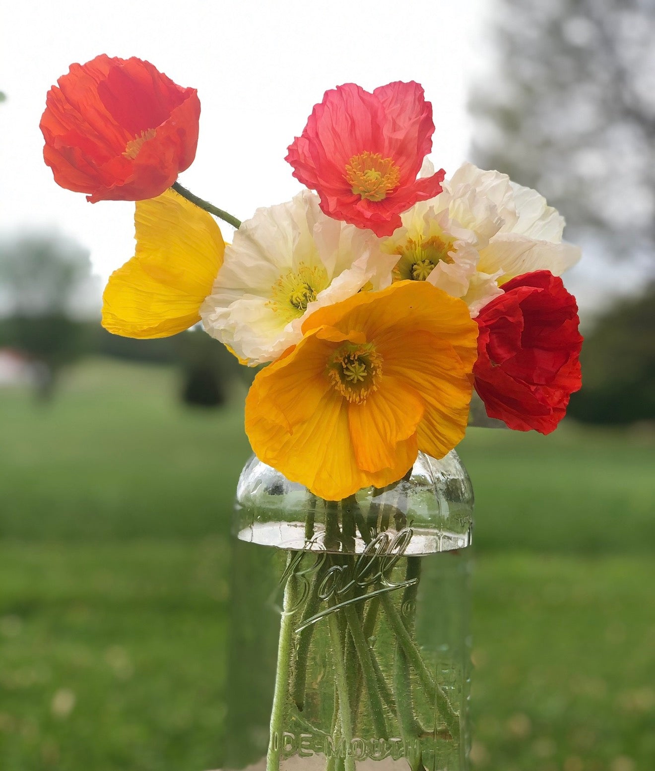 Poppies 10 stem bunch