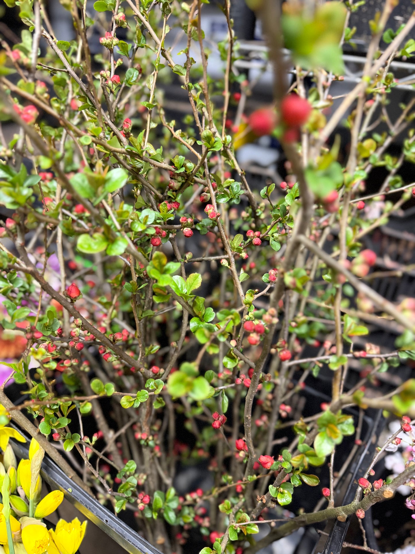 Red Quince 5 stem branch bunches