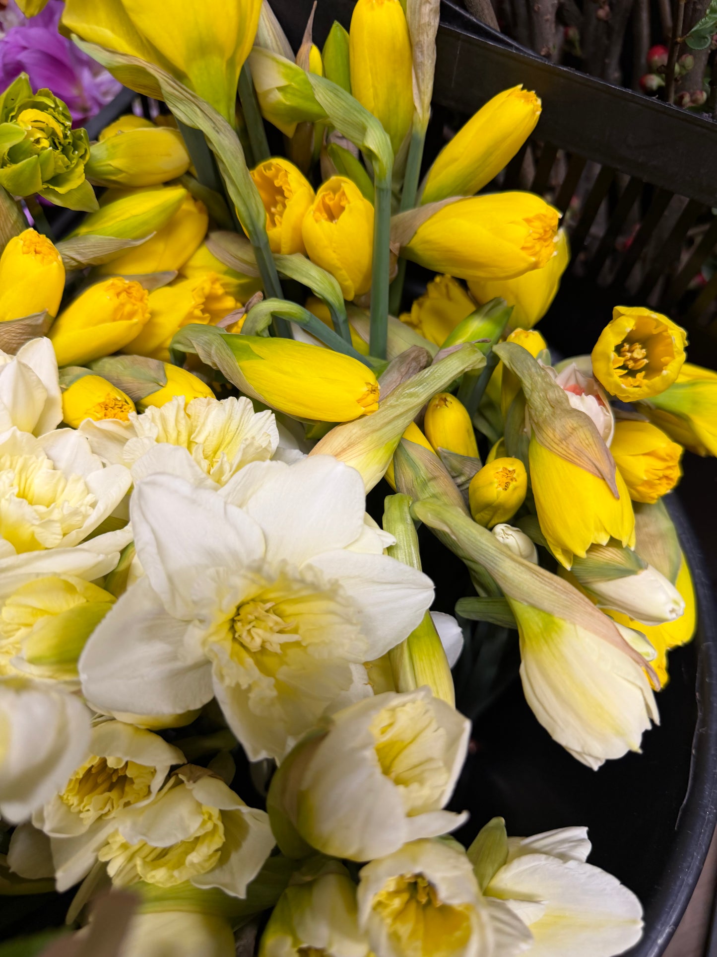 Daffodil 10 stem bunches
