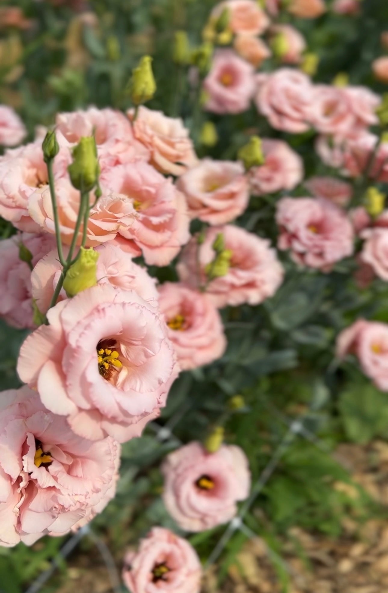 The Summer Silk: Elegant Lisianthus