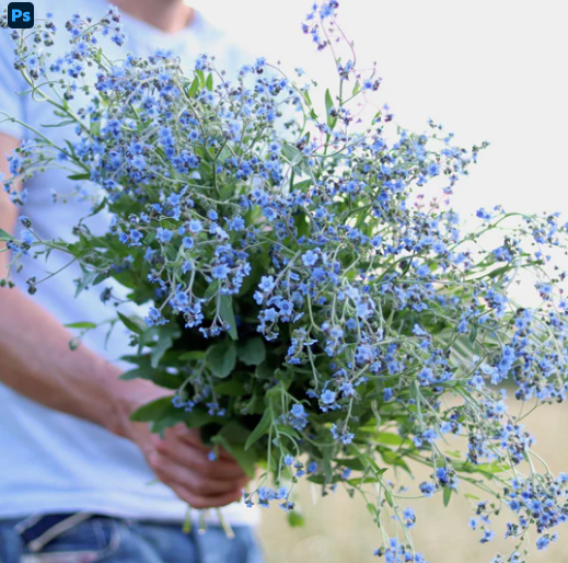 Forget Me Not (Blue)