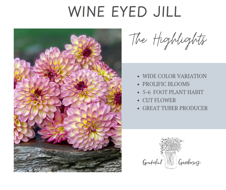 Dahlia Tuber - Wine Eyed Jill