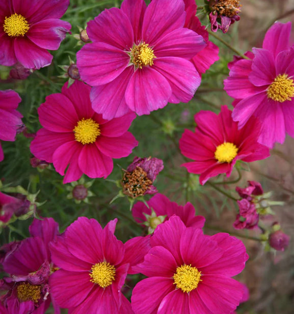 Cosmos (Hot Pink/Magenta