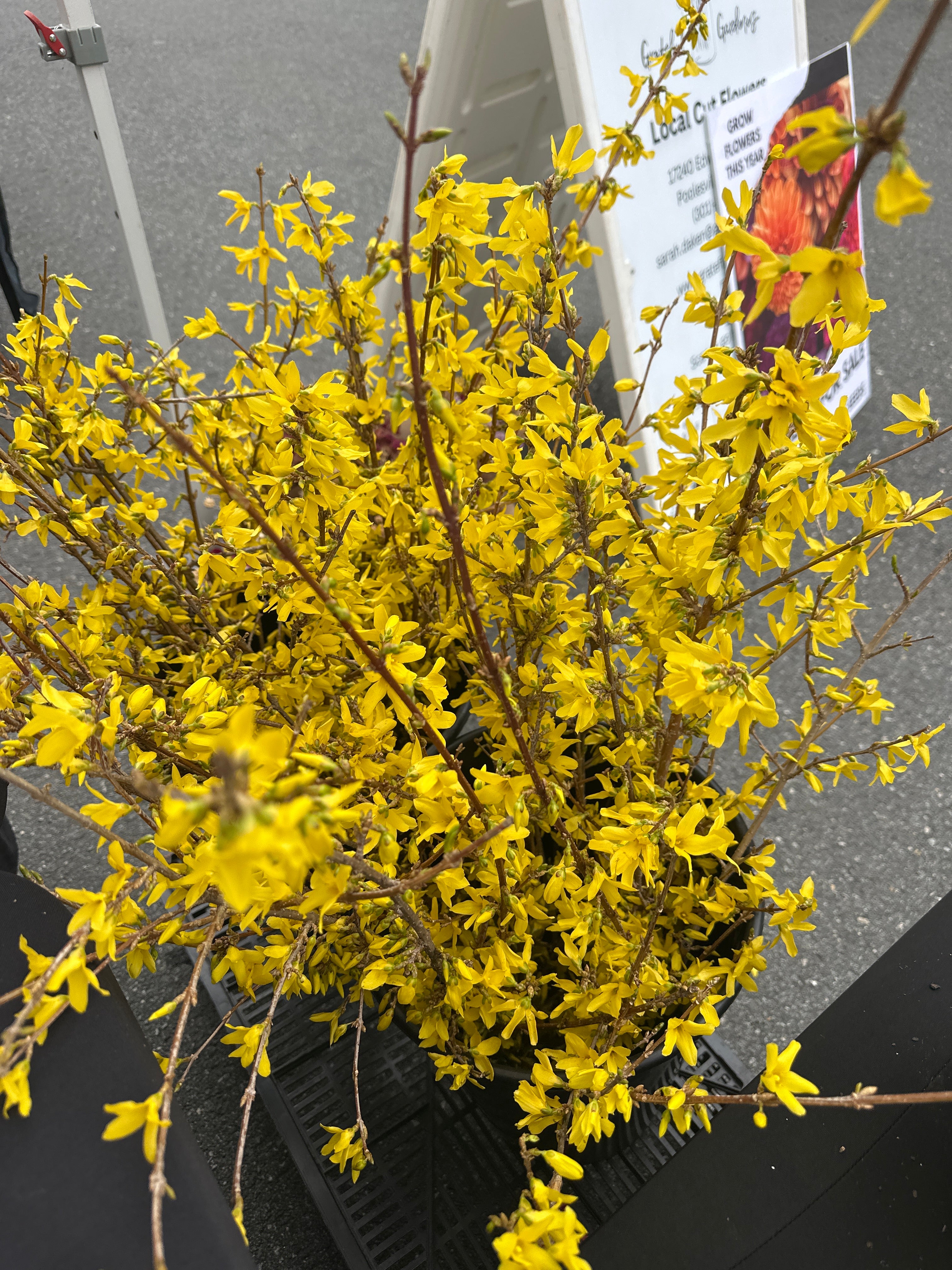 forsythia plant Forsythia Branches