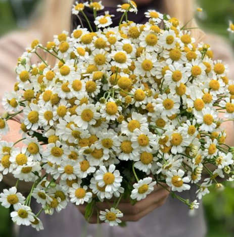 Feverfew, Single (White w Yellow Center)