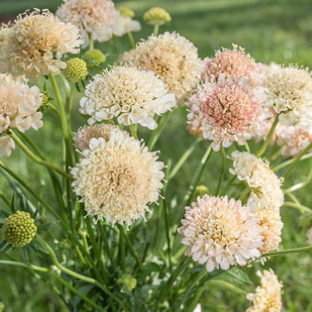 Scabiosa, Peach