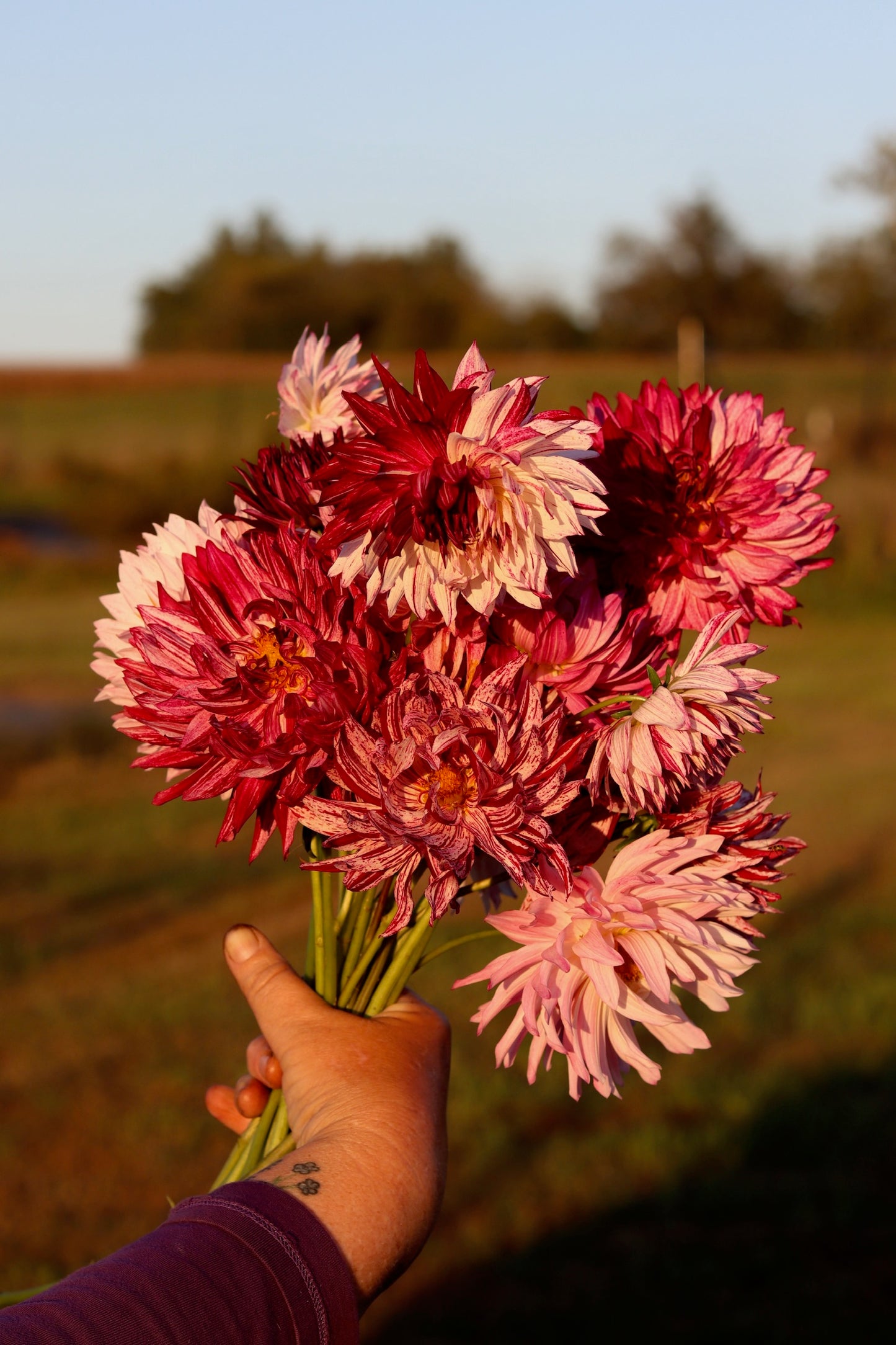 Fresh Flower Shipment