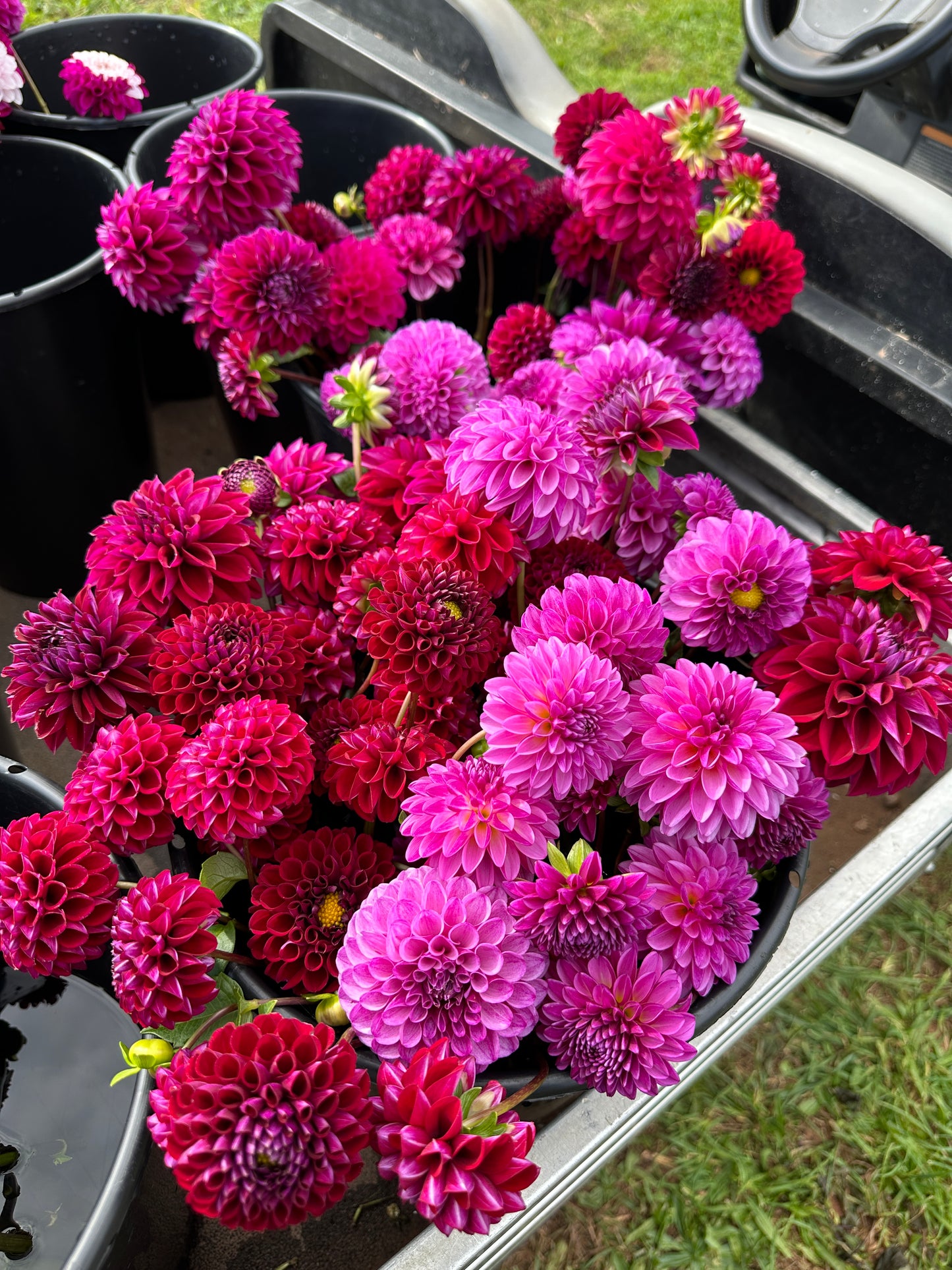 Fresh Flower Shipment