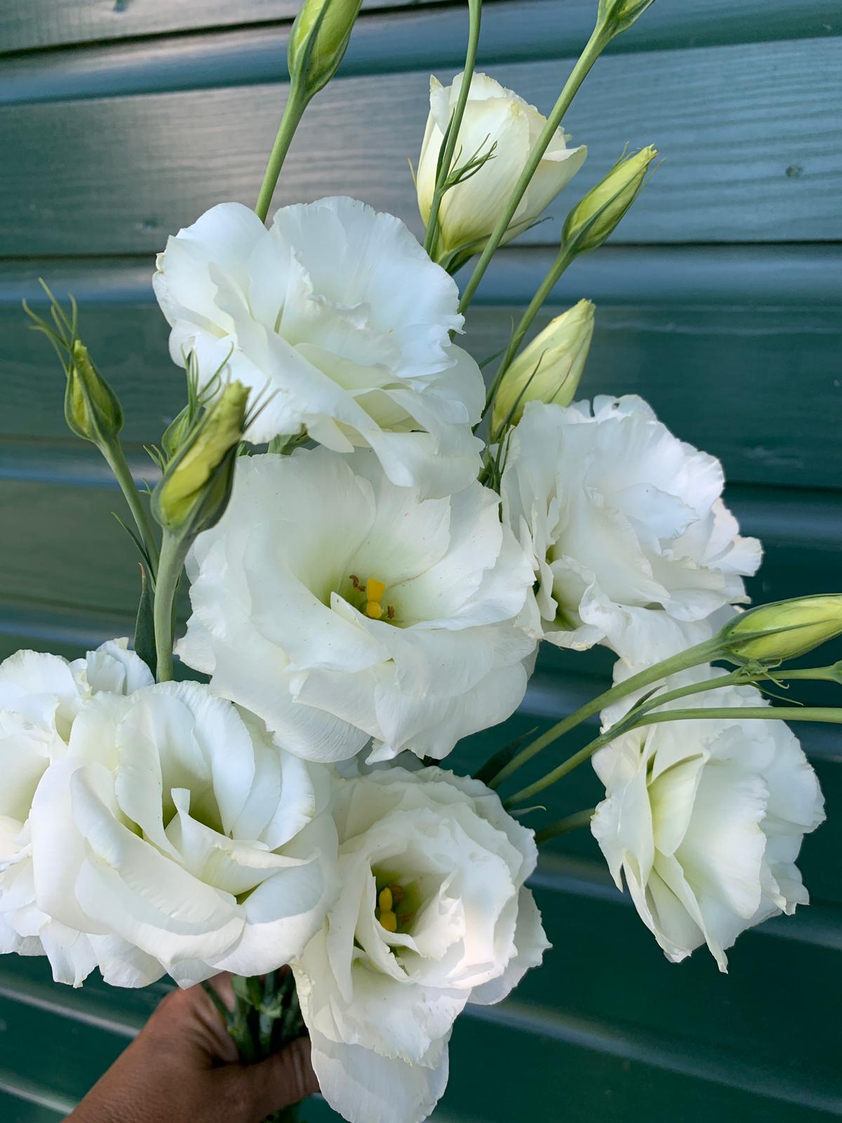 The Summer Silk: Elegant Lisianthus