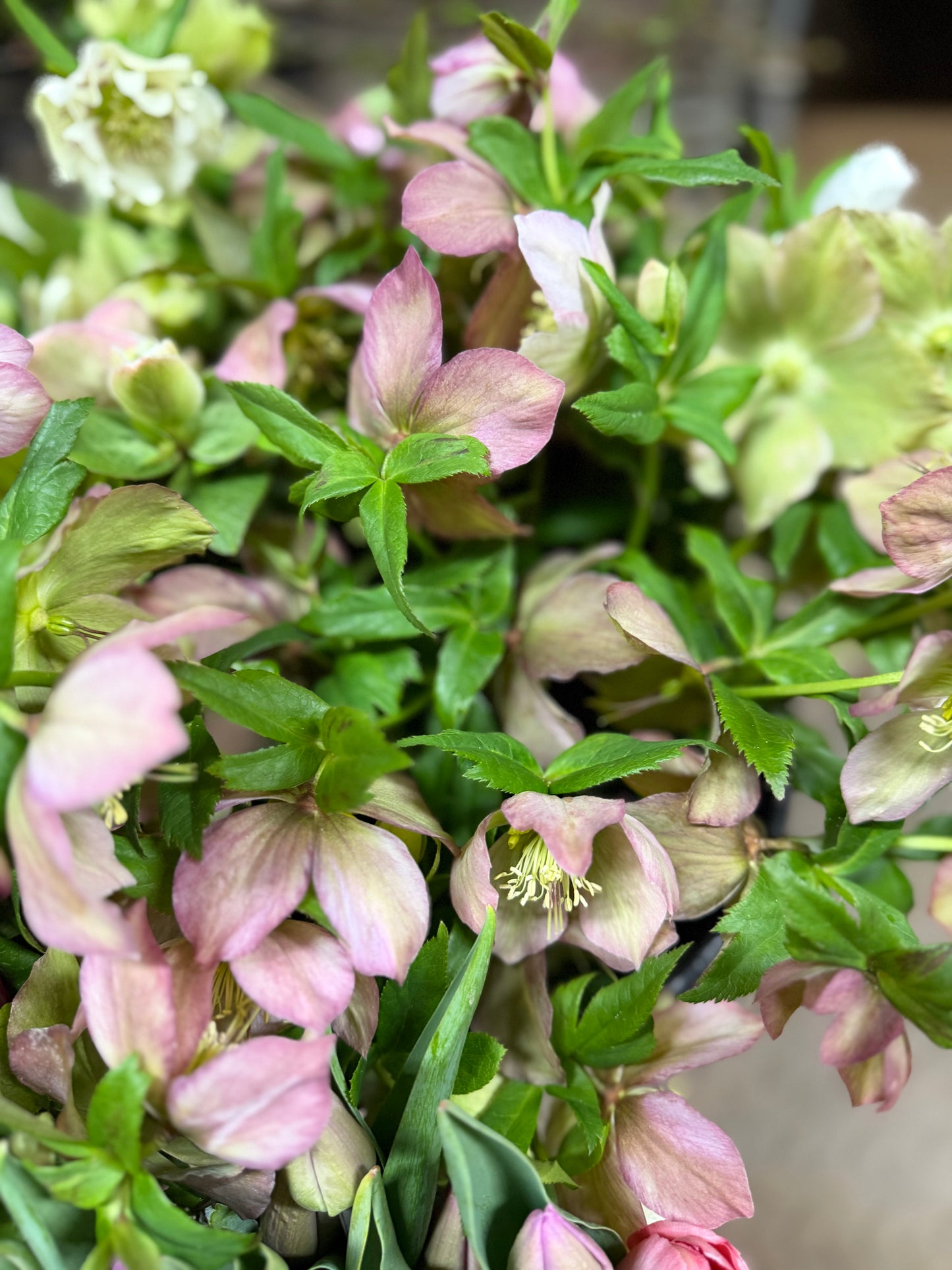 Hellebore 5 stems