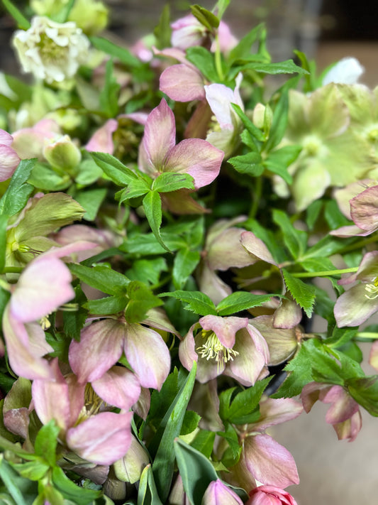 Hellebore 5 stems