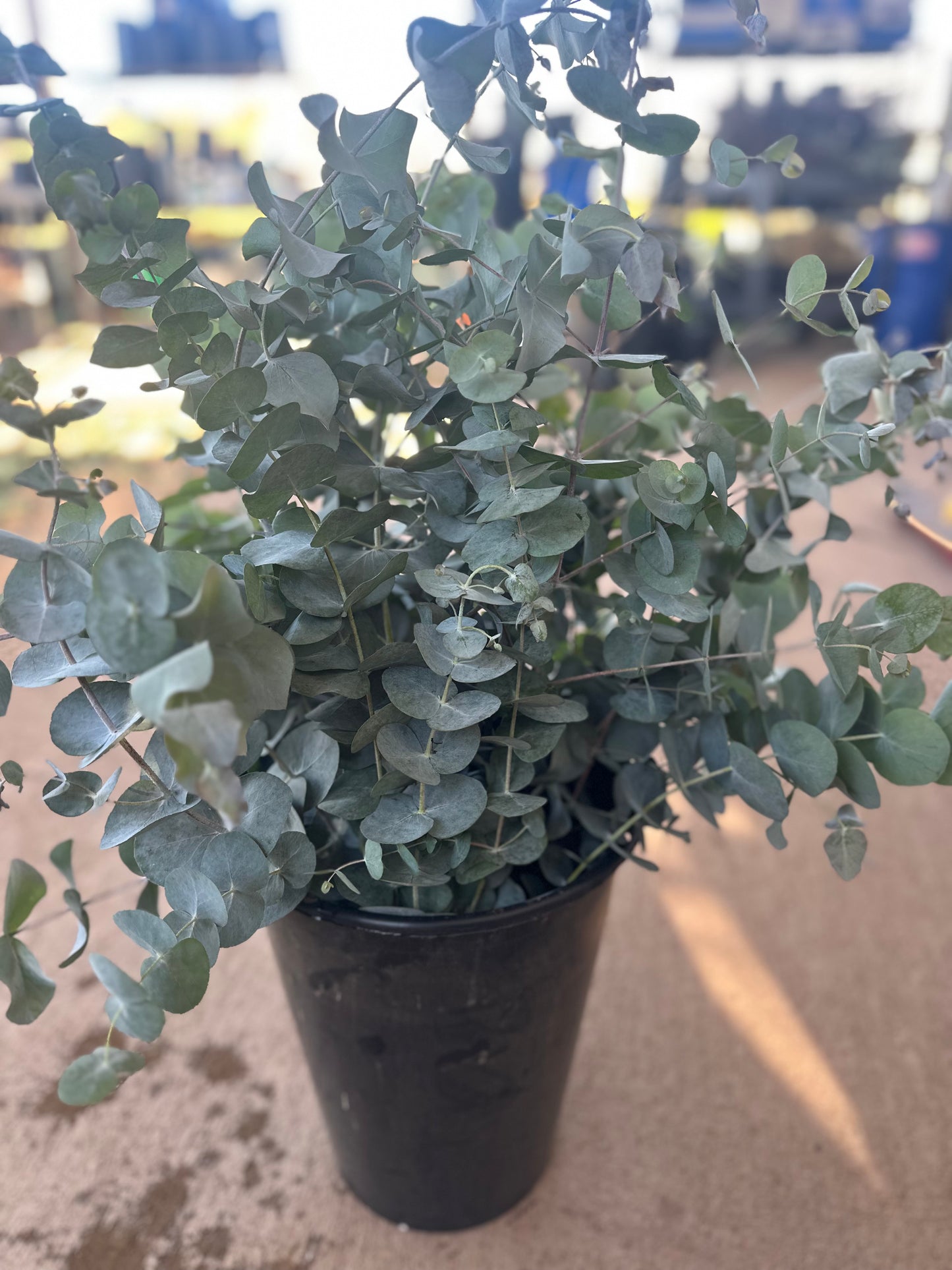Eucalyptus tall bunch