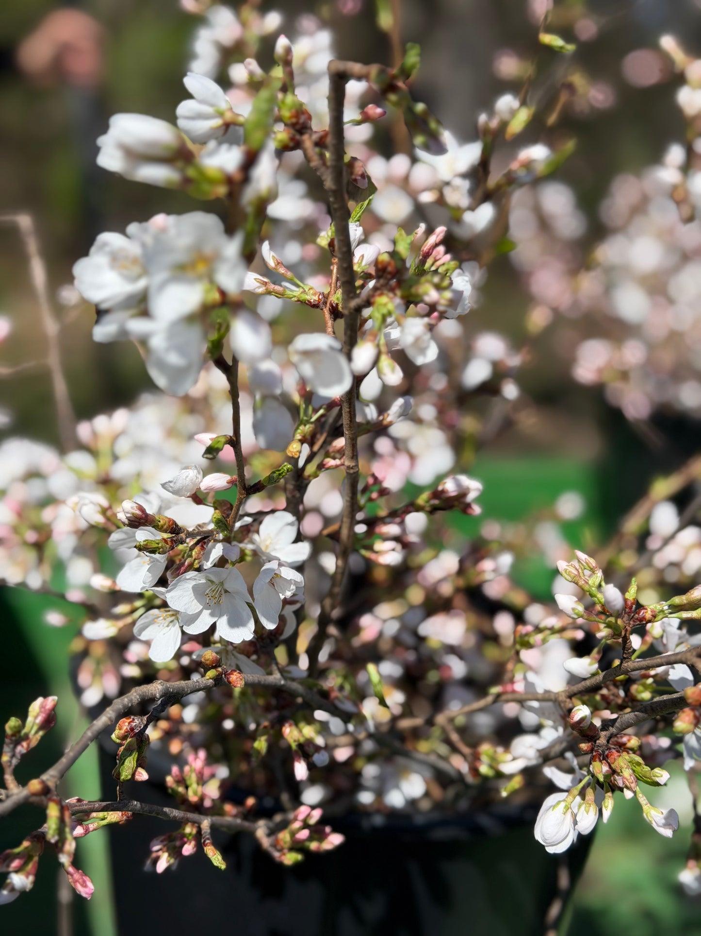 Cherry Blossom 5 stem branches
