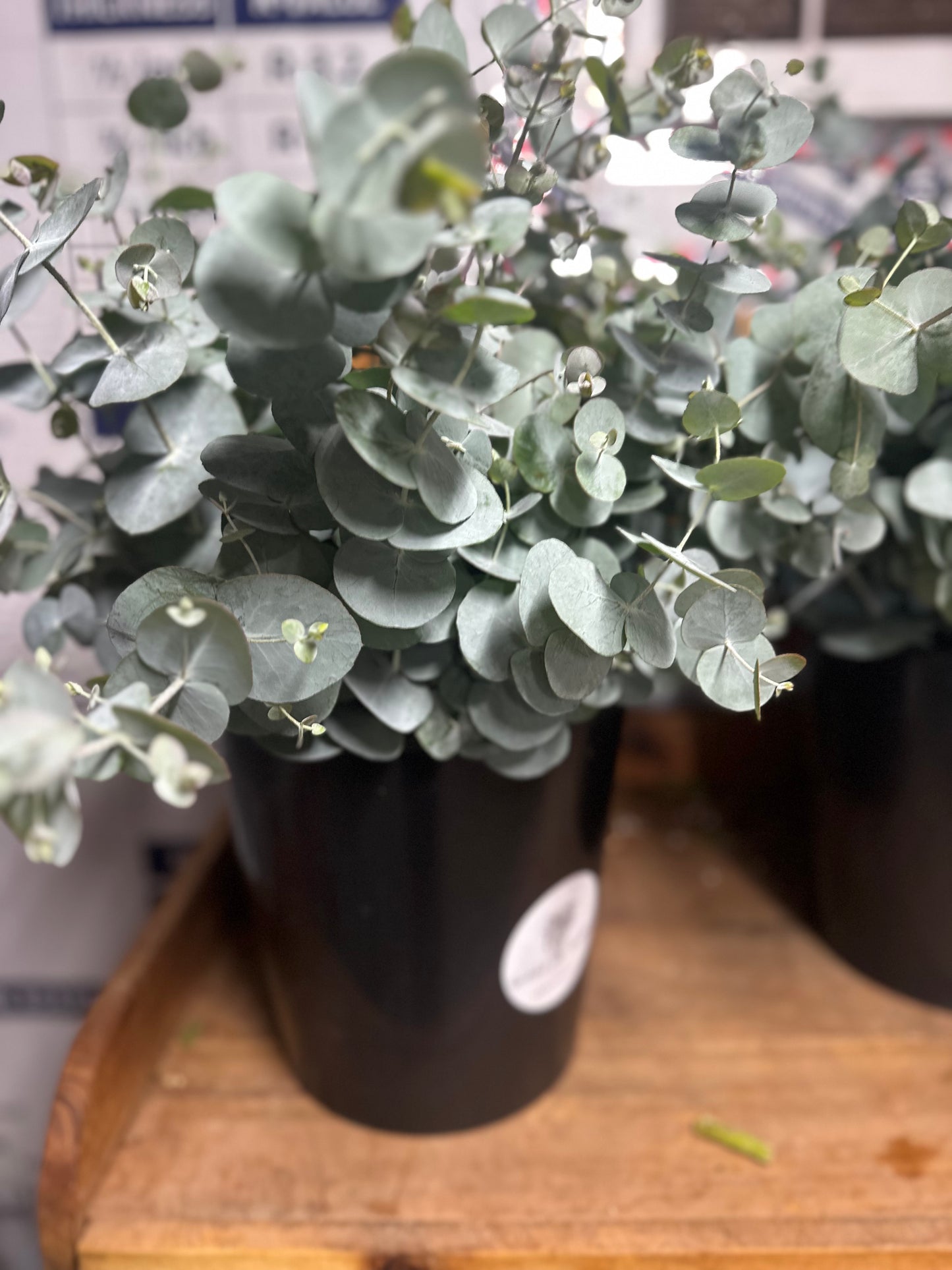 Eucalyptus short bunch