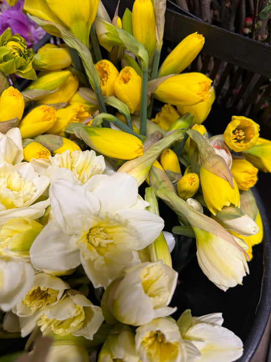 Daffodil 10 stem bunches