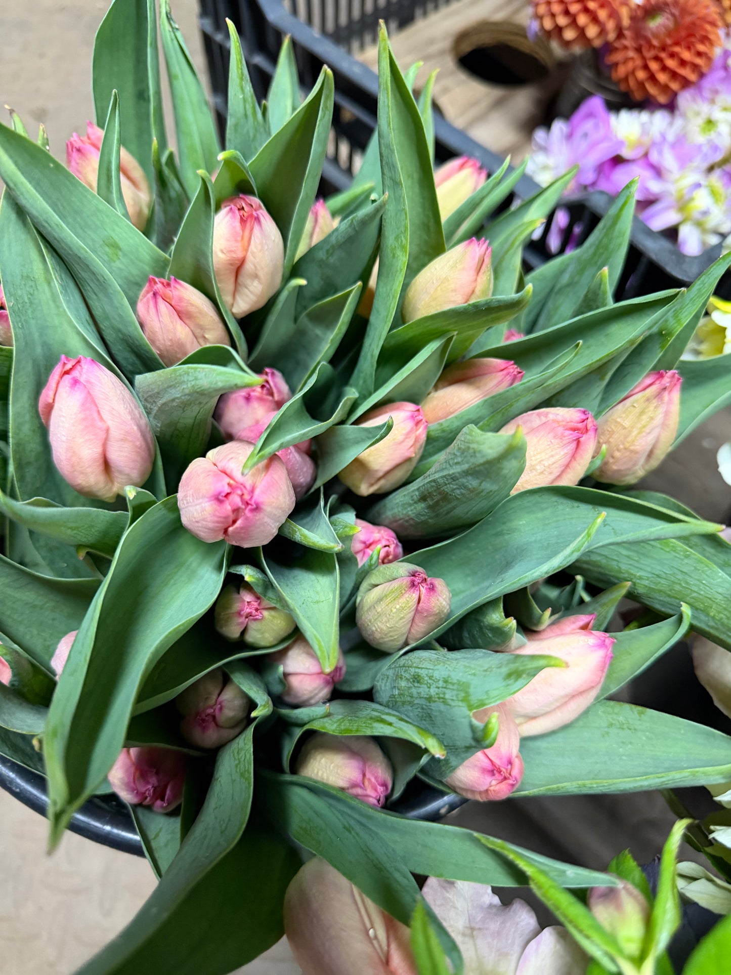 Tulip 10 stem bunches