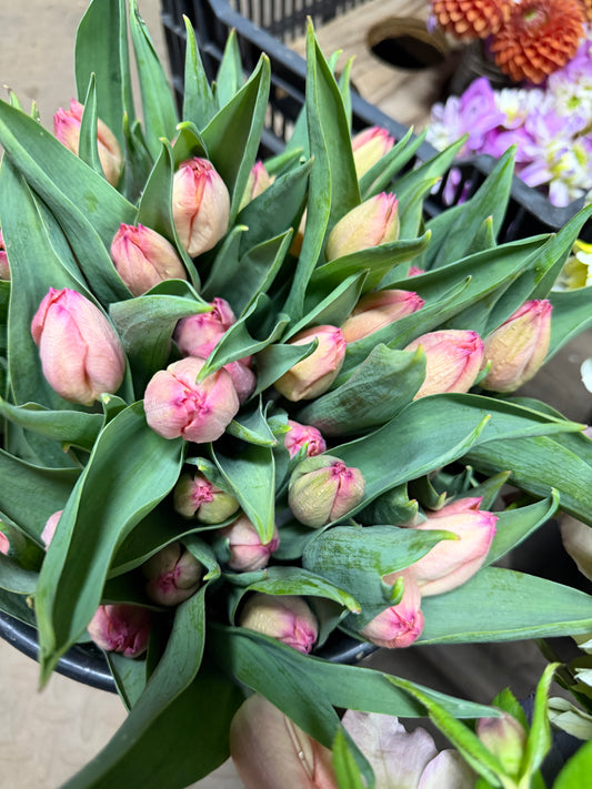 Tulip 10 stem bunches