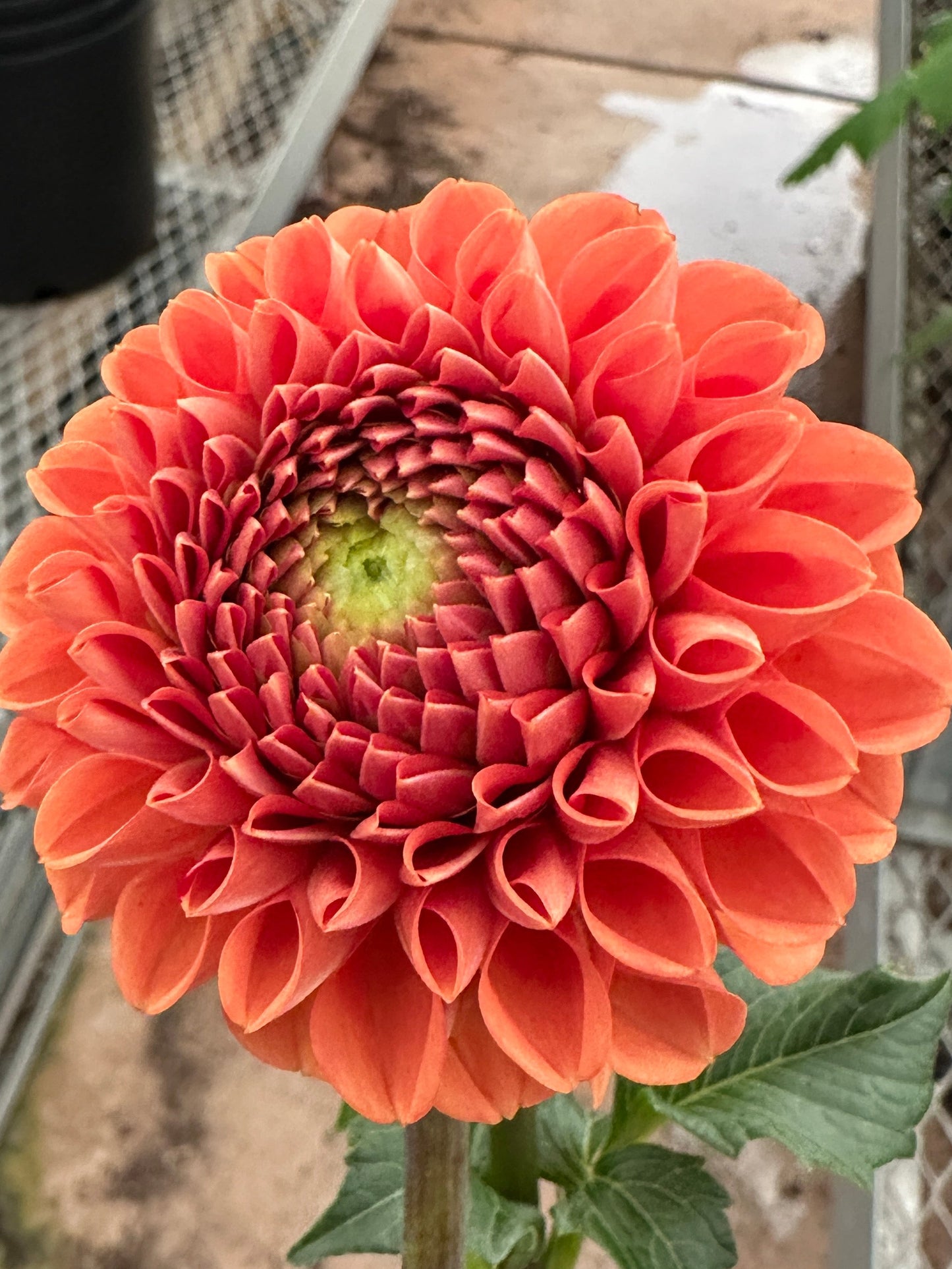 Close-up of a large orange dahlia with a blurred background