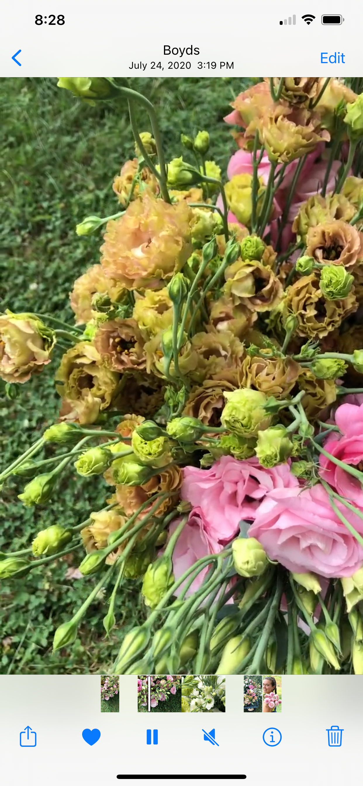 The Summer Silk: Elegant Lisianthus