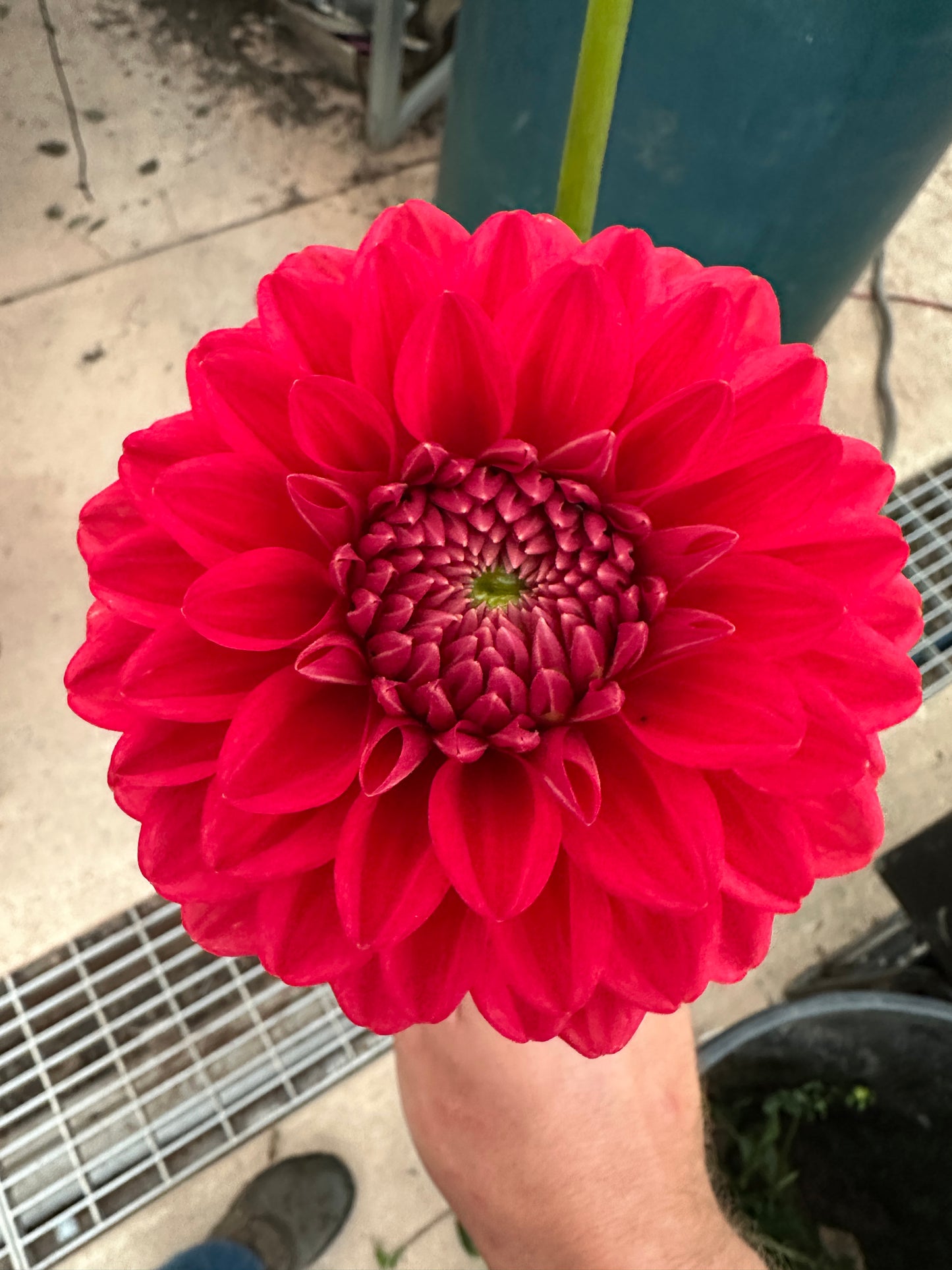 Close-up of a bright red dahlia with a blurred background