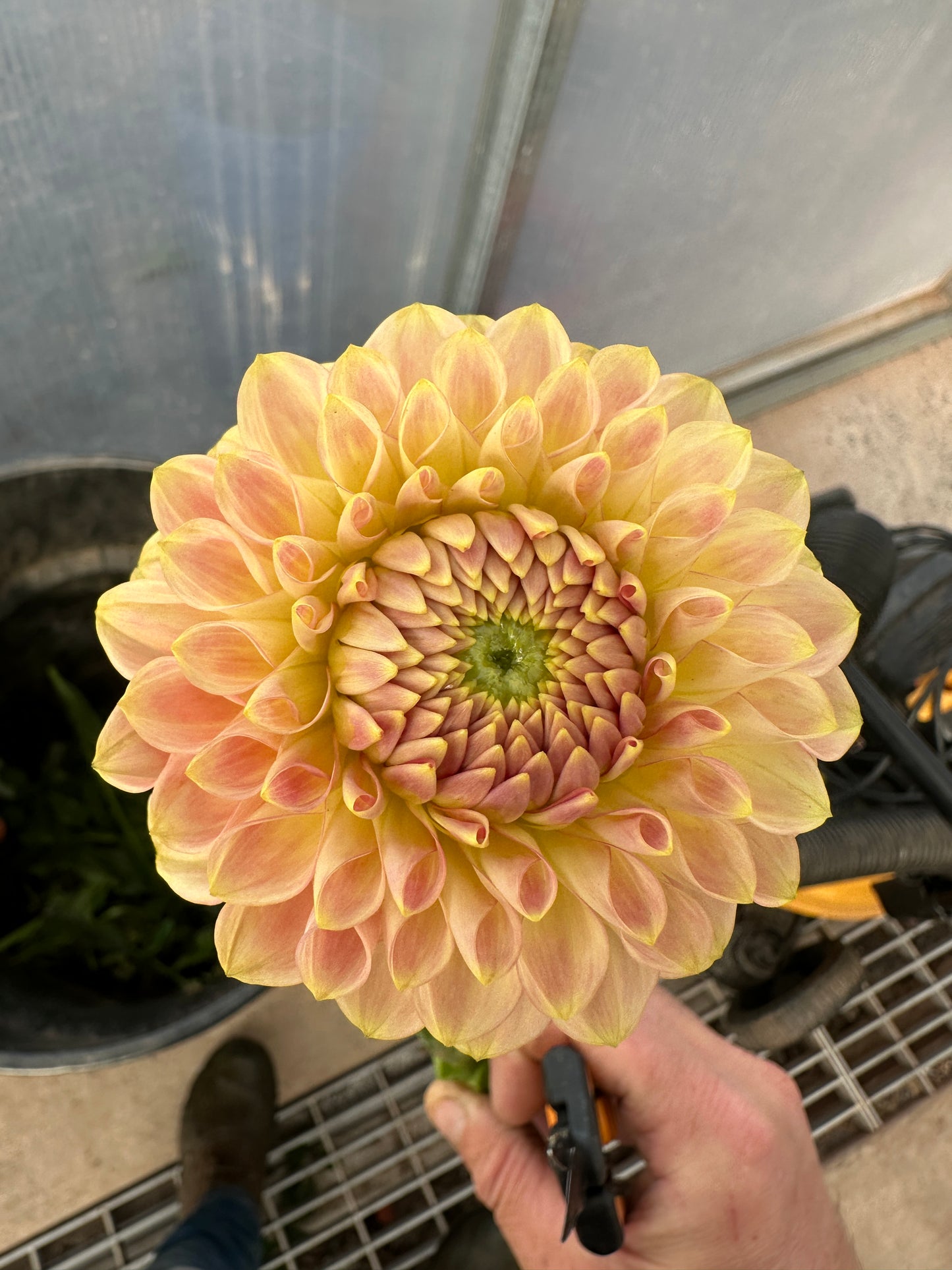 Close-up of a large yellow dahlias with a blurred background