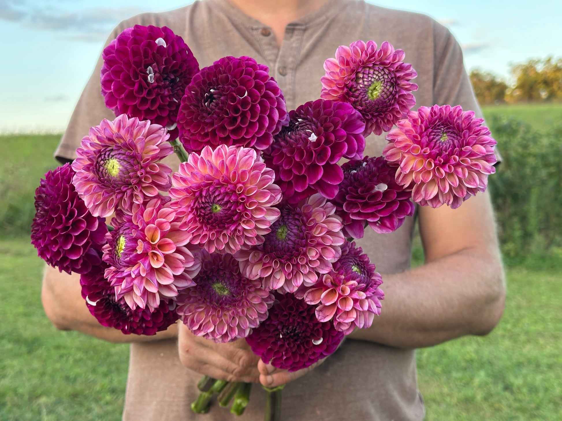Person holding a bouquet of purple and pink dahlias in an outdoor setting
