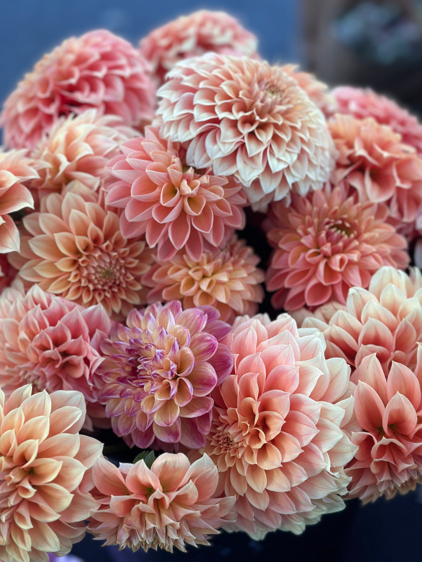 Close-up of pink and peach-colored dahlias with a blurred background