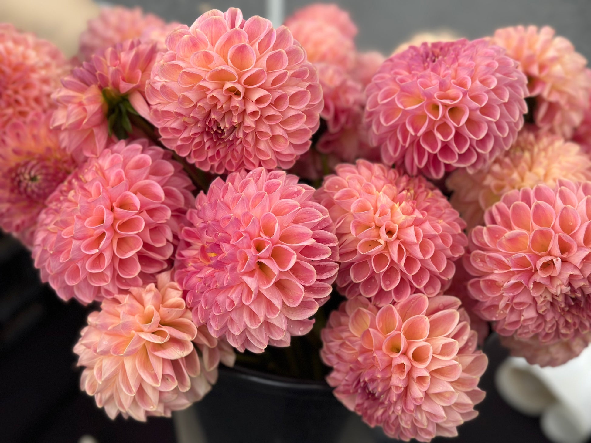 Close-up of pink dahlias with a blurred background