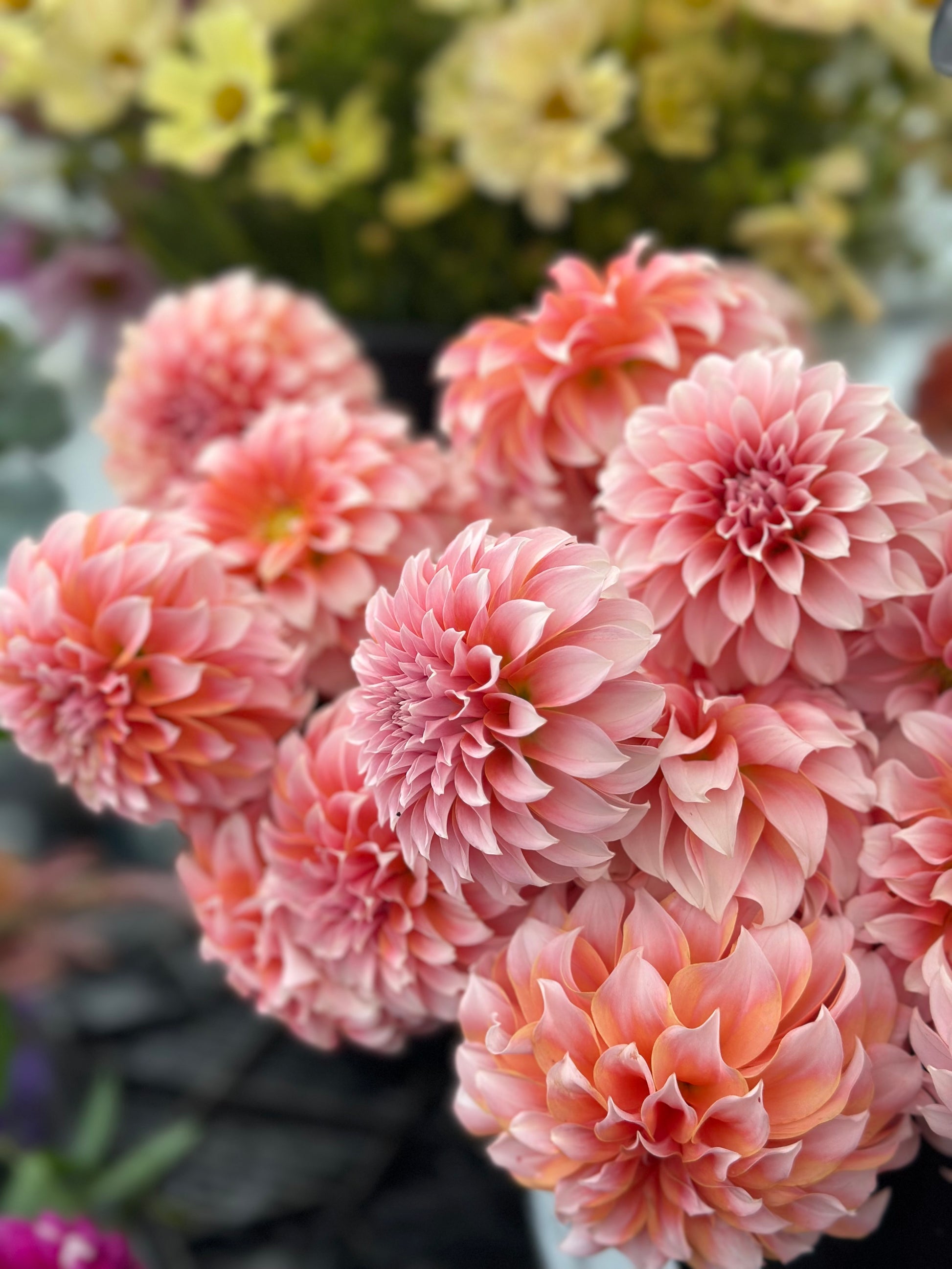 Close-up of pink dahlias with a blurred background