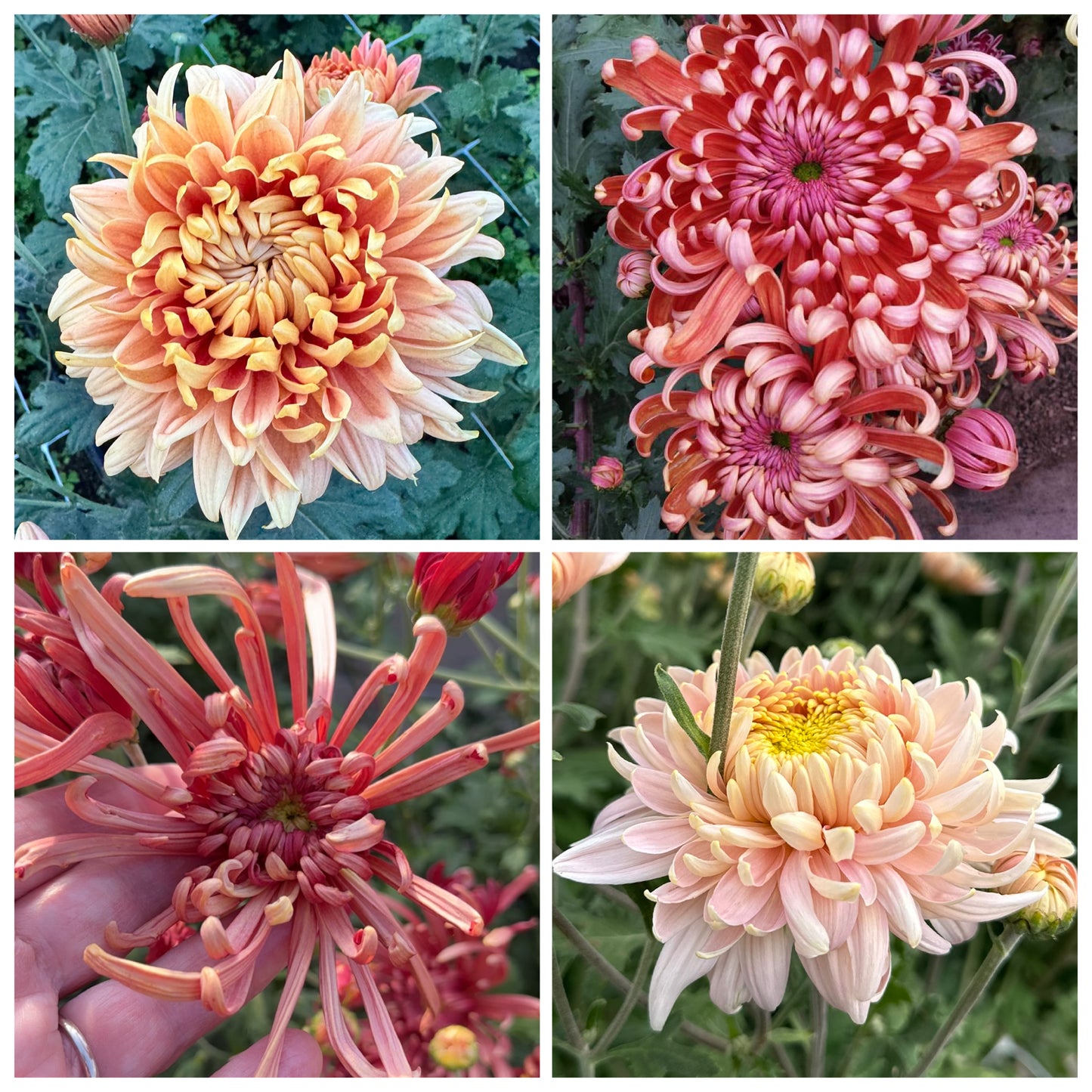 Market Mum Bunch