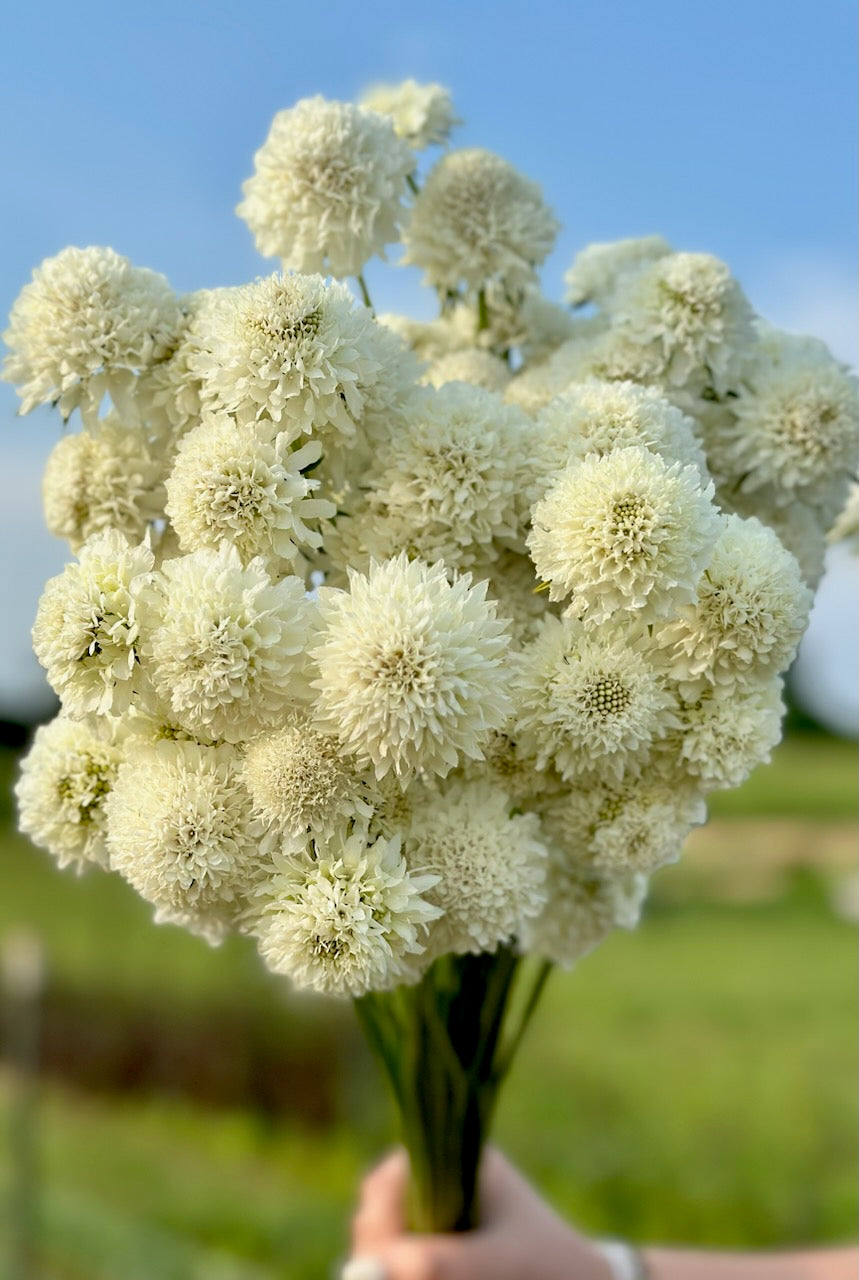 Scabiosa, White