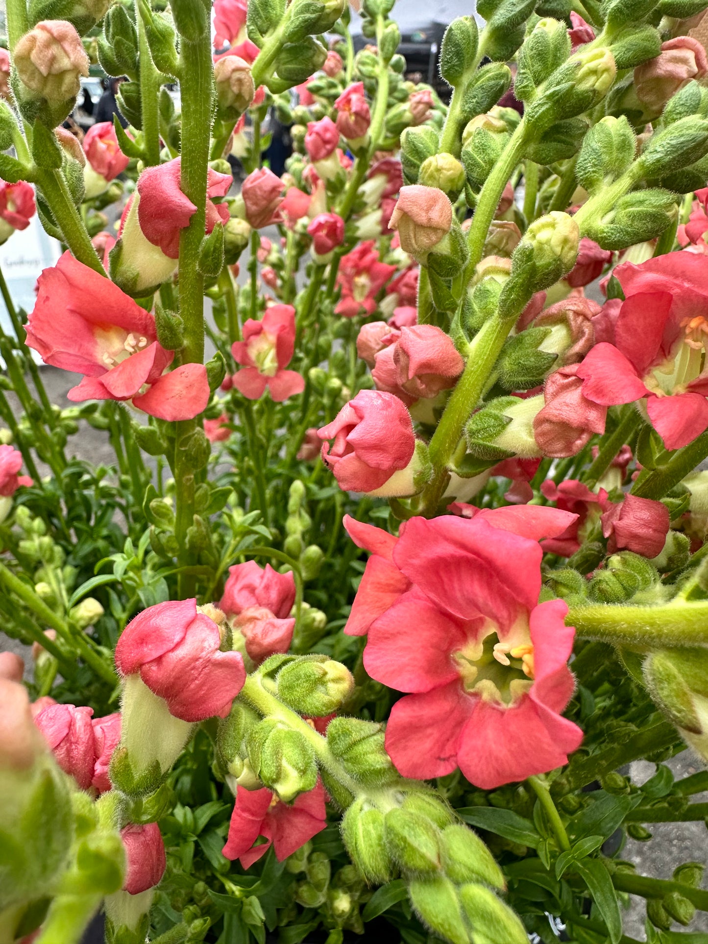 Snapdragon, Chantilly/Butterfly (Coral)