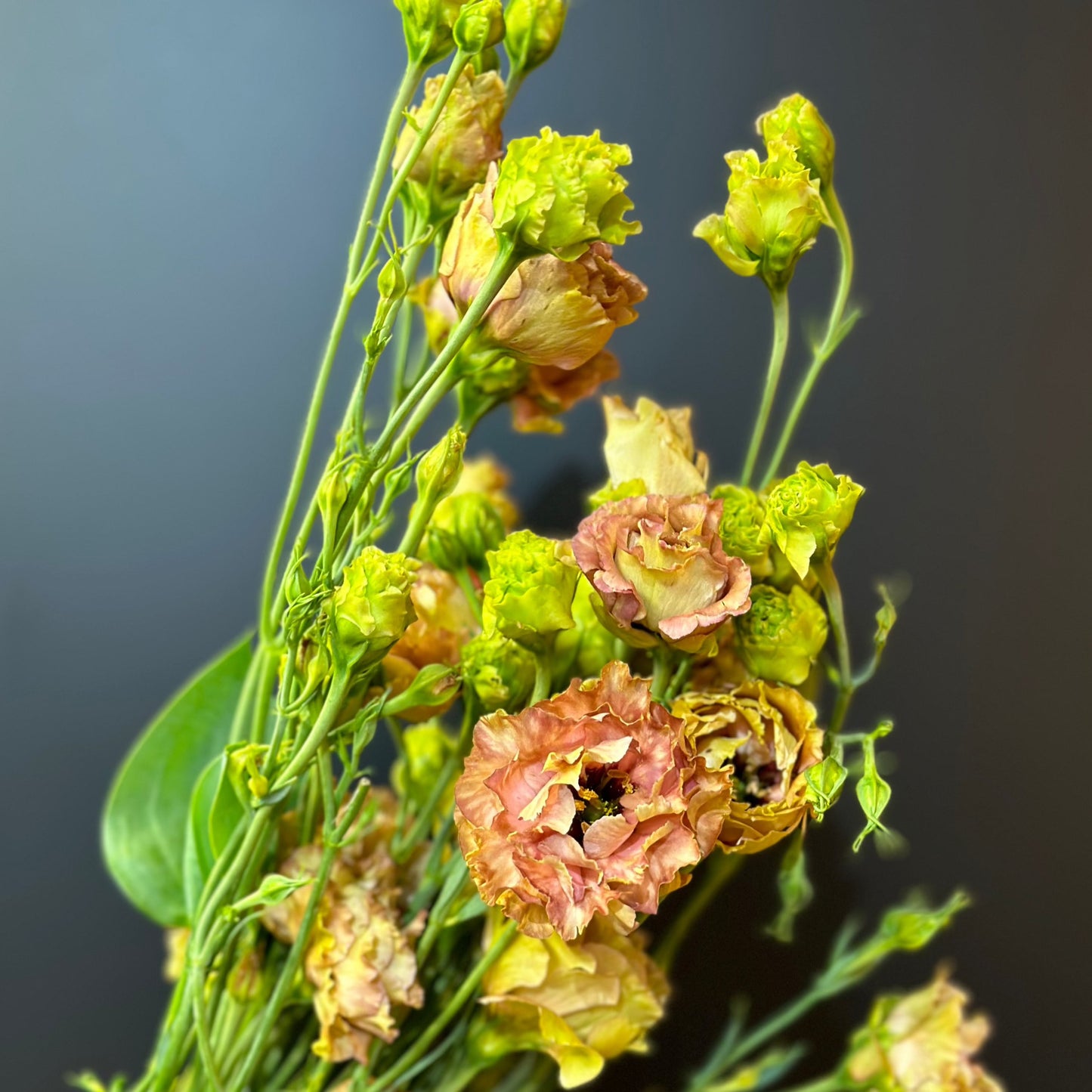 Lisianthus (Brown)