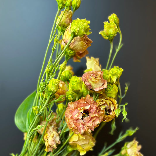 Lisianthus (Brown)