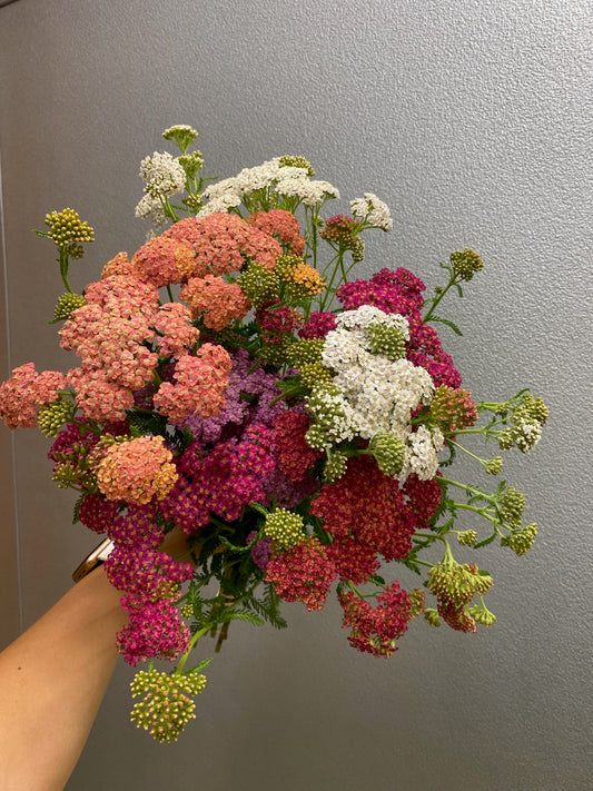 Yarrow (Summer Pastel Mix)