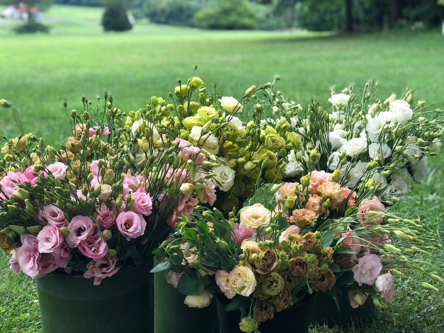 The Summer Silk: Elegant Lisianthus