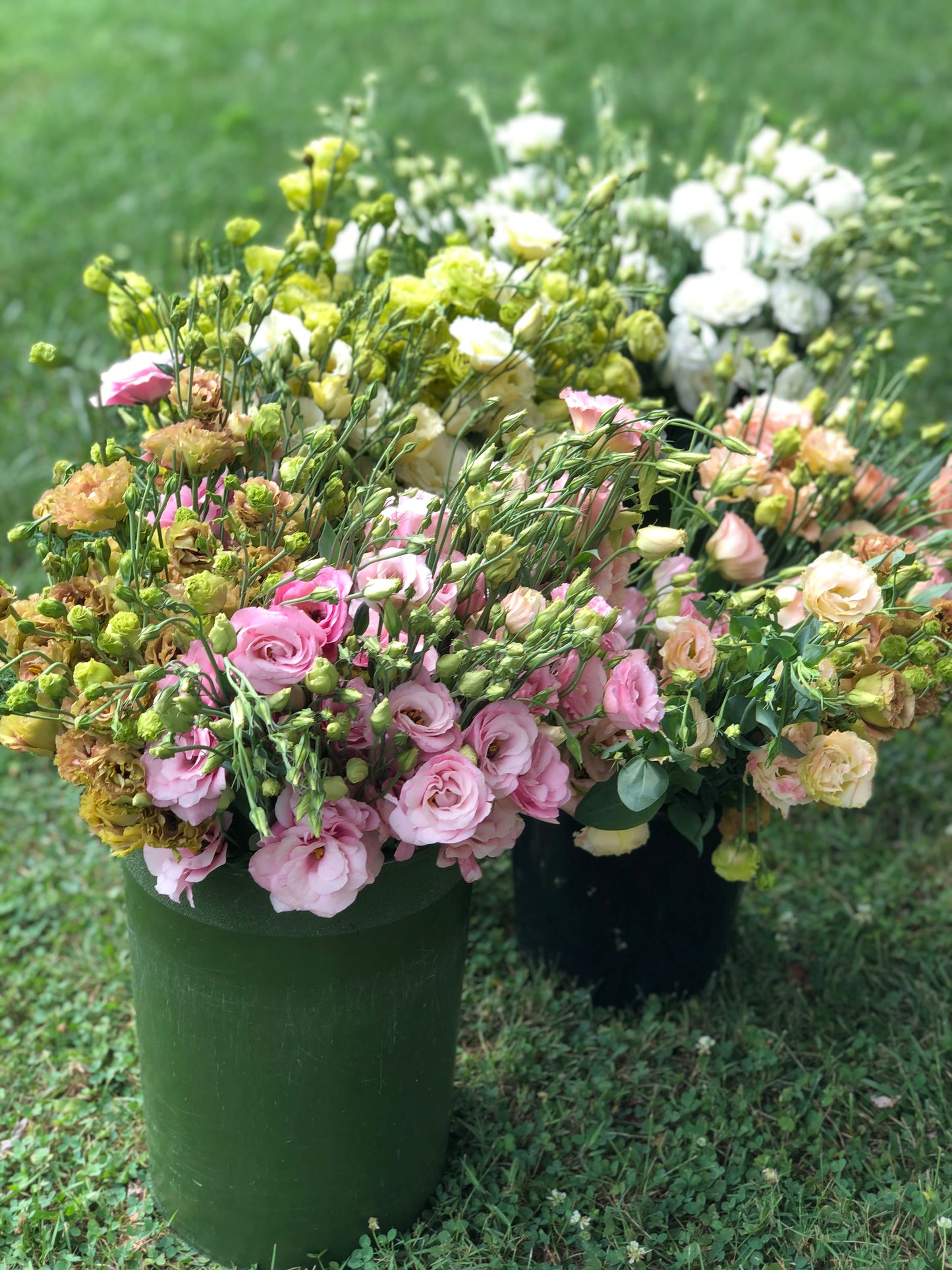 The Summer Silk: Elegant Lisianthus