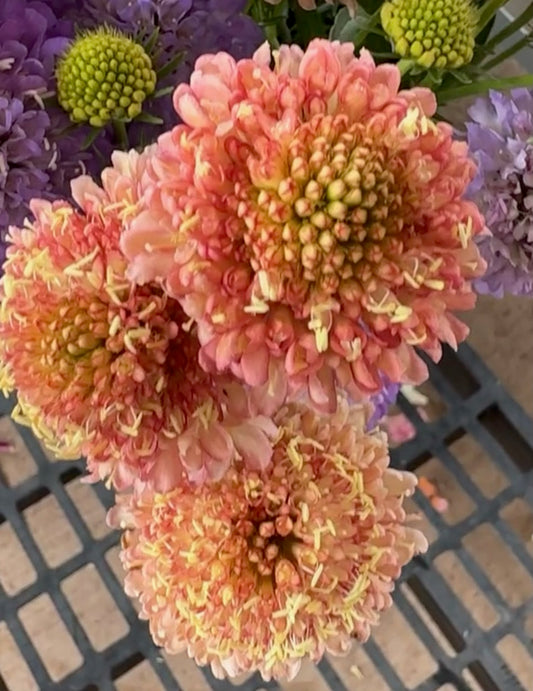 Scabiosa, Peach