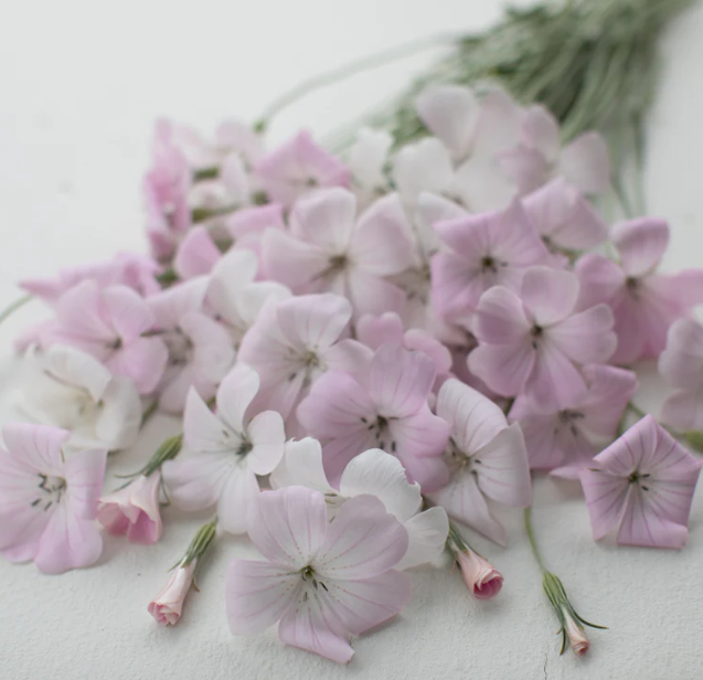 Corn Cockle (Blush and White Mix)