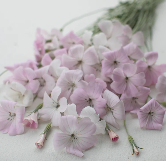 Corn Cockle (Blush and White Mix)