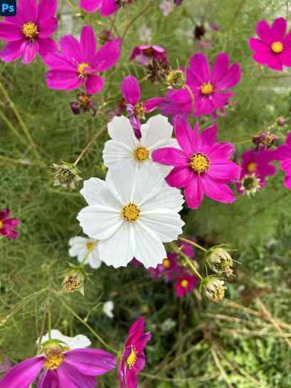 Cosmos (Hot Pink/Magenta/white mix)