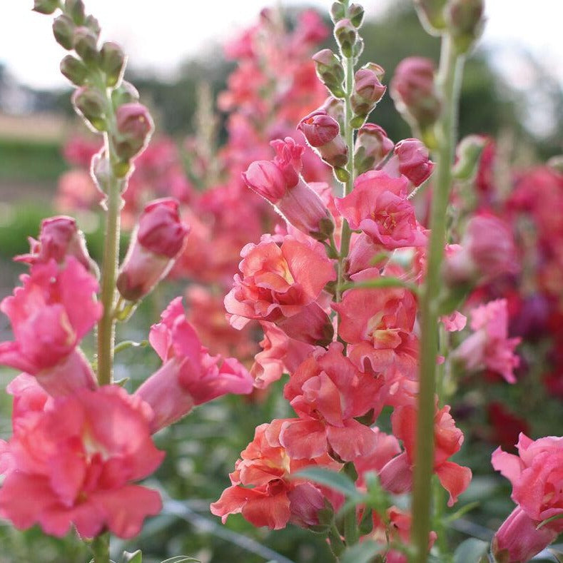 Snapdragon, Chantilly/Butterfly (Coral)