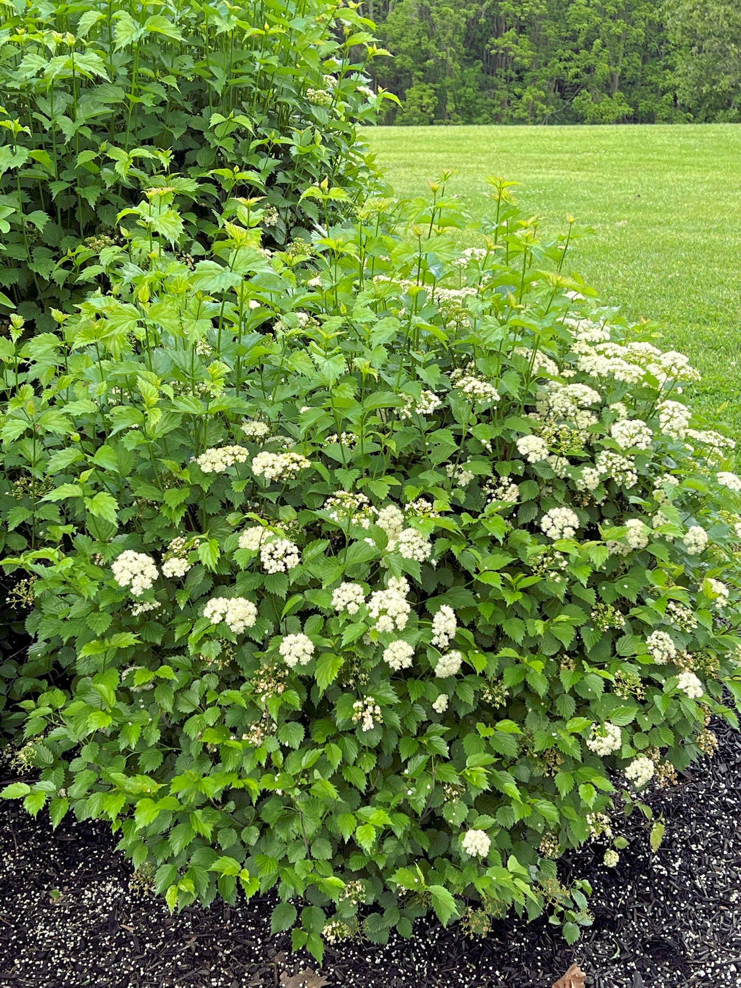 Viburnum Foliage