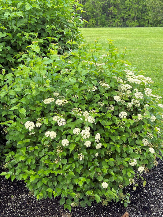 Viburnum Foliage