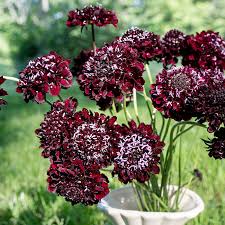 Scabiosa, Burgundy