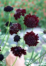 Scabiosa, Burgundy