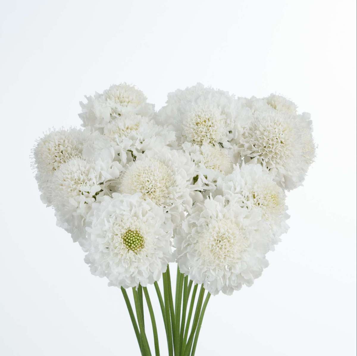 Scabiosa, White