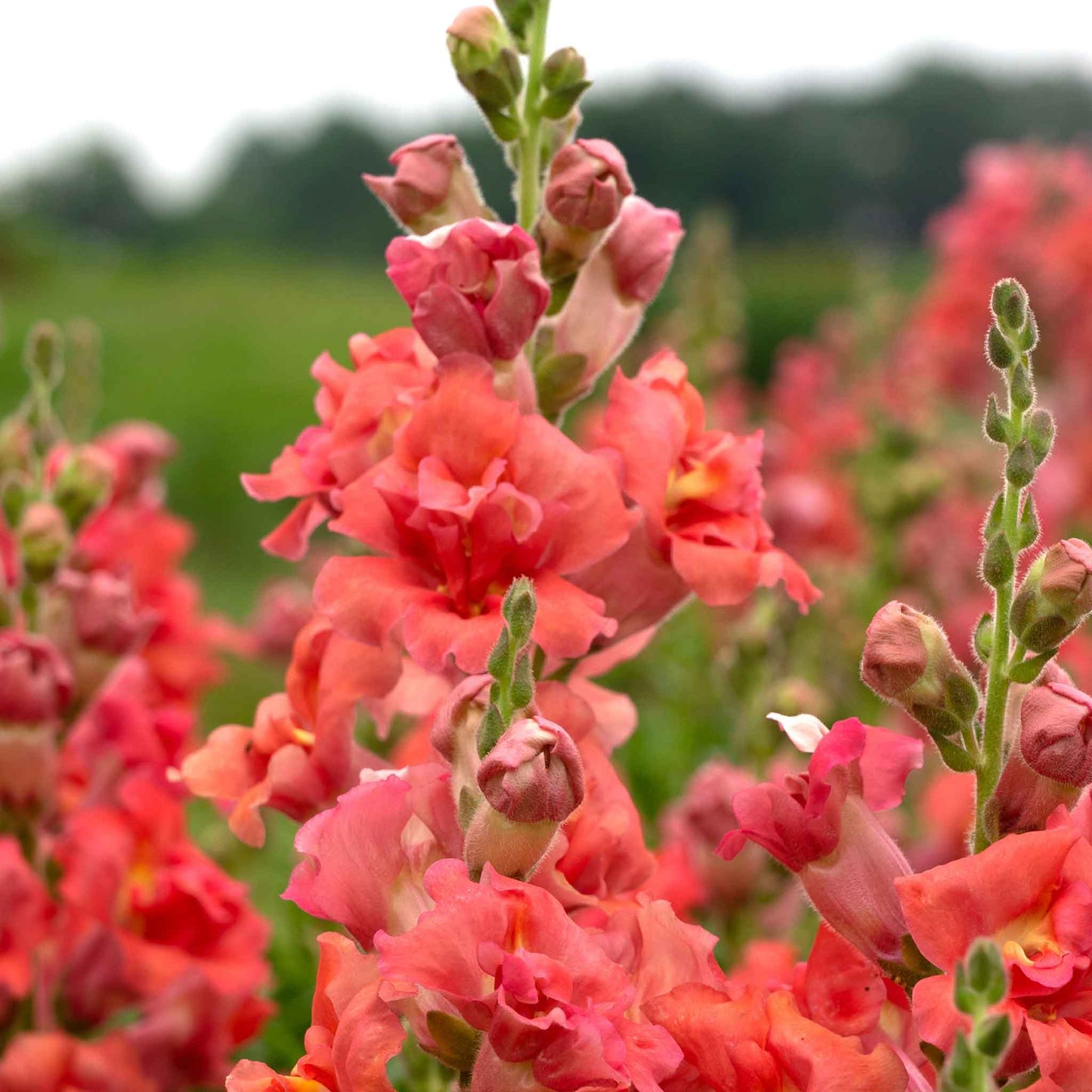 Snapdragon, Chantilly/Butterfly (Coral)
